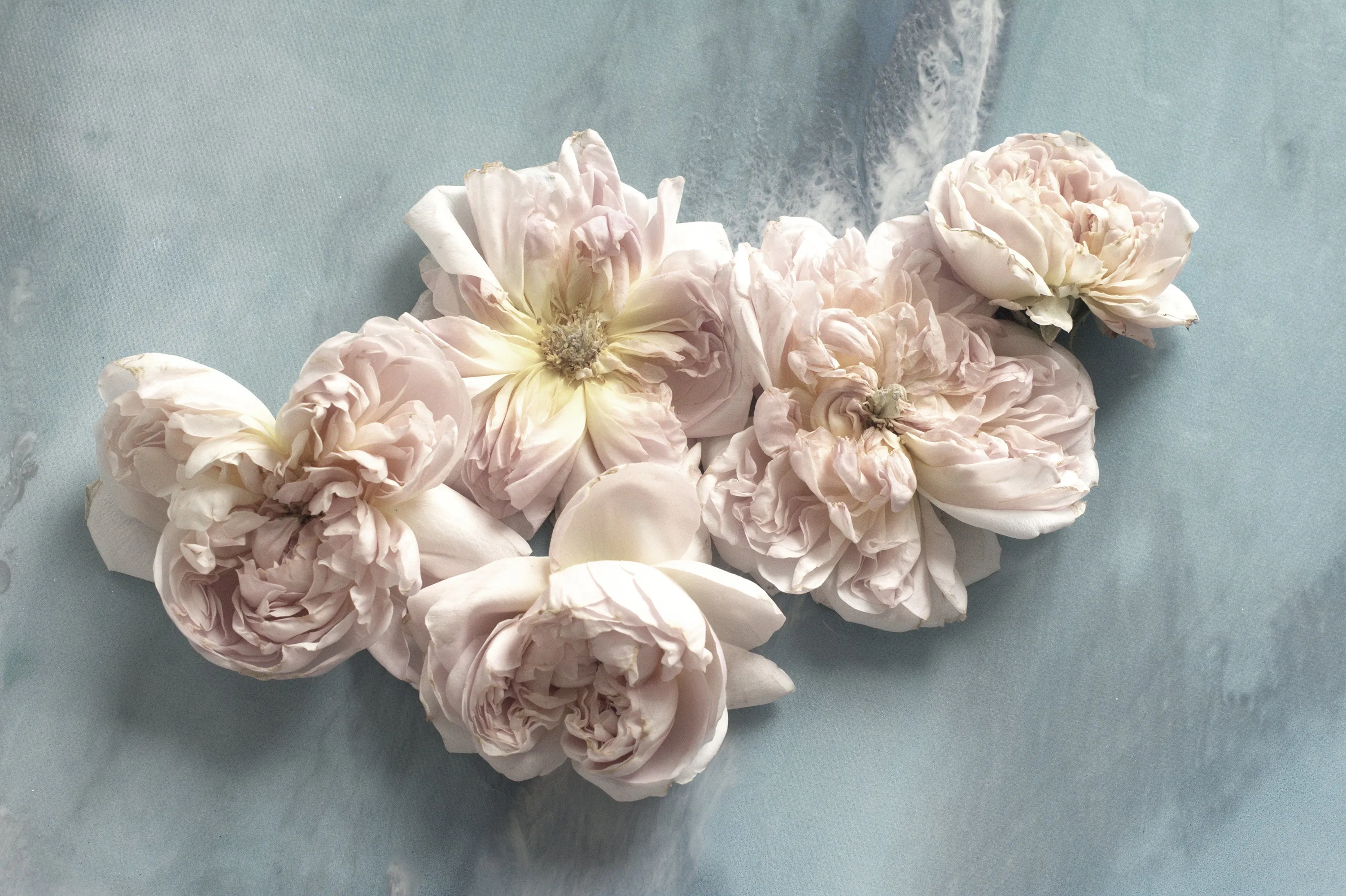 Rose Art Pastel. Soft Neutral Floral Artwork. Limited Edition Print